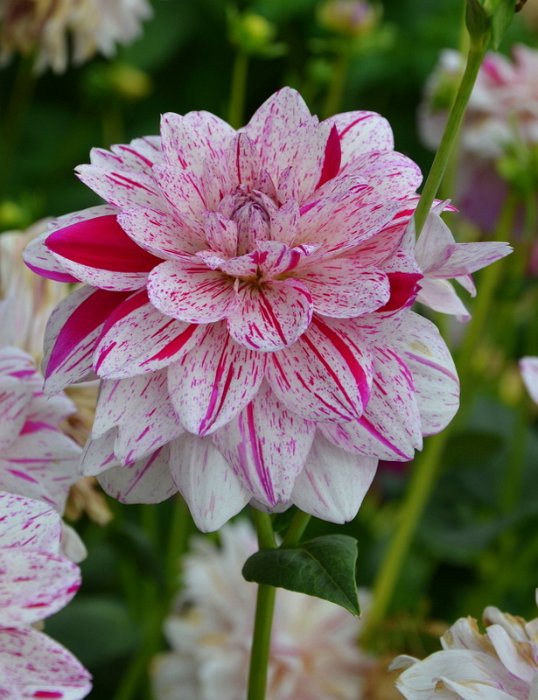 Dahlia x 'Bright Diamond' (2)